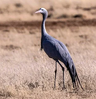 Blue crane