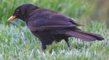 Common blackbird