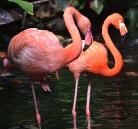 Flamingo