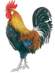 Gallic rooster