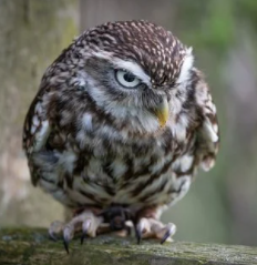 Little owl