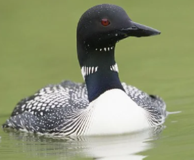 Loon
