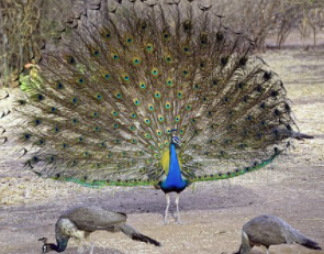 Indian peacock