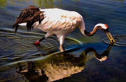 Red-crowned crane