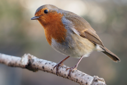 European robin