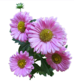 aster