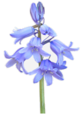 bluebell