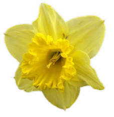 daffodil