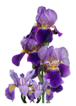 iris