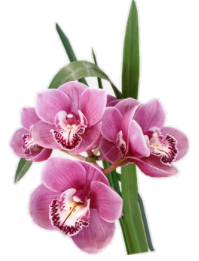 orchid