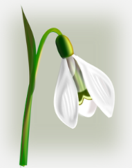 snowdrop