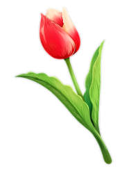 tulip