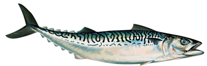 mackerel