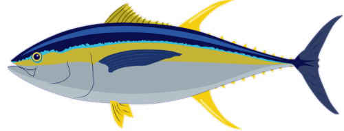 tuna