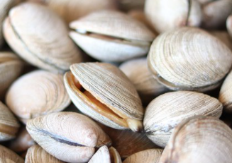 clams
