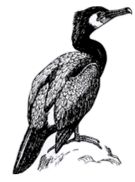 cormorant