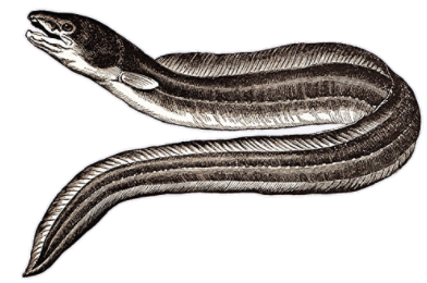 eel