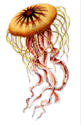 jellyfish