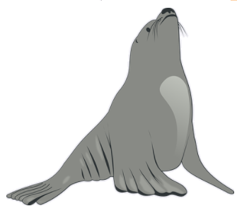 sea lion