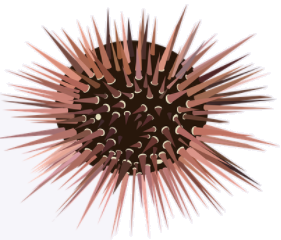 sea urchin