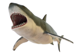 shark