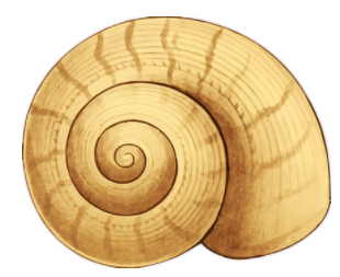 snail