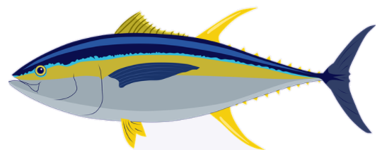 tuna