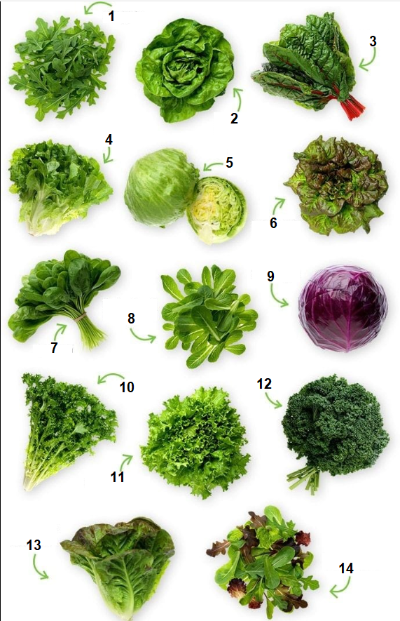 Name the lettuce