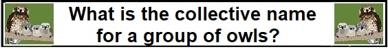 collective name of owls
