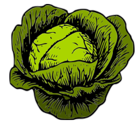 cabbage.png