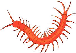 centipede