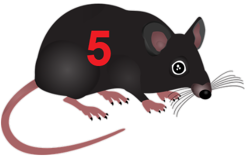 5 rats