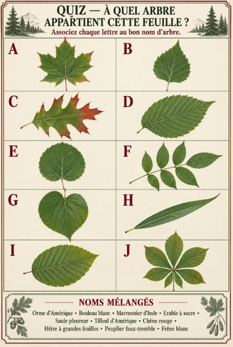 Feuilles d'arbres